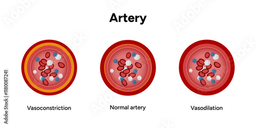 Red blood cell platelets white blood cell artery anatomy