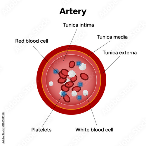 Red blood cell platelets white blood cell artery anatomy