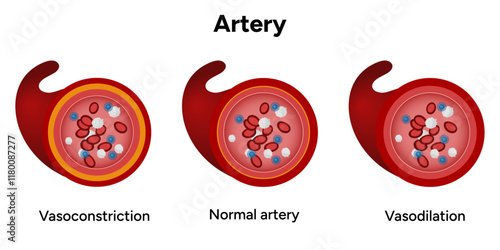 Red blood cell platelets white blood cell artery anatomy