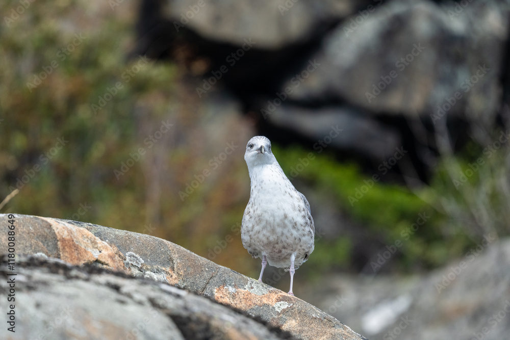 Fototapeta premium Young seagull looking for food.