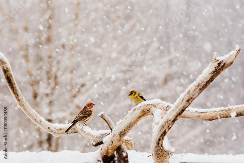birds on a branch on a snowy day