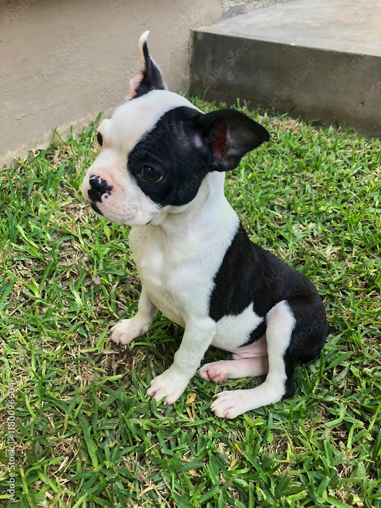 Boston Terrier puppy sitting on the grass waiting for a reward for good behavior Boston Terrier puppy sitting on the grass waiting for a reward for good behavior