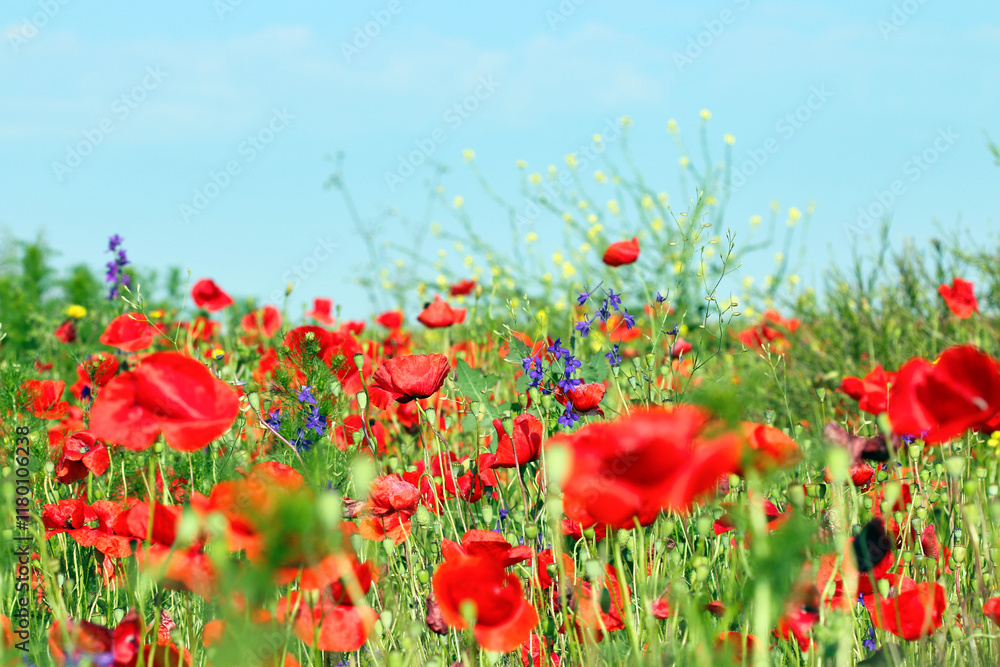 Obraz premium Beautiful meadow with wild flowers and red poppies spring season