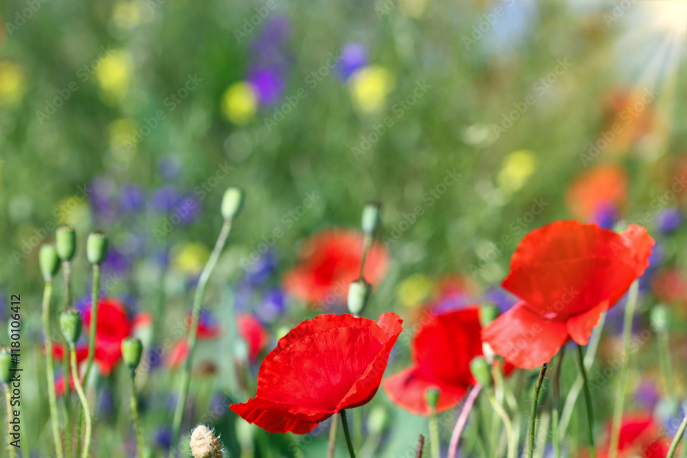 red poppy flower meadow spring season nature background red poppy flower meadow spring season nature background