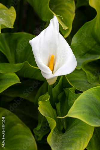 Calla Palustris Kala Cala Gala White Flower photo