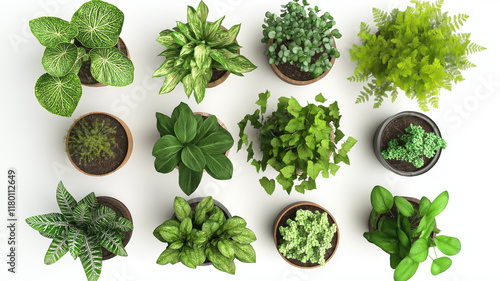Set Of Various Potted House Plants. Top Plan View. Isolated Template For Interior Scene