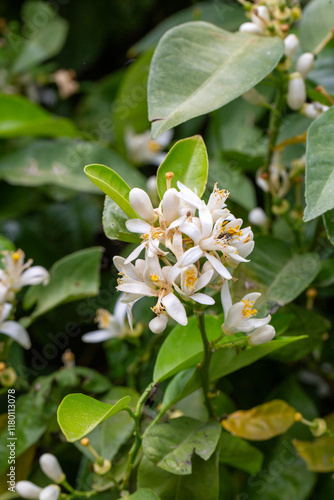 Fresh orange blossom on ora...