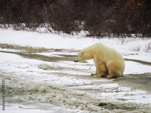 Fotografia przyrodnicza niedźwiedź polarny siedzący na zamrożonej ziemi, siedzi bokiem, karłowata roślinność tundry, naturalne zachowanie, naturalne środowisko, biały, beżowy, chłodny, zima photo