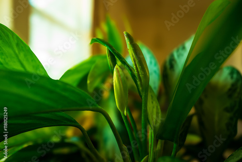 Budding Lily With Window Lighting