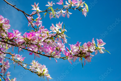 Pink Bauhinia flower bloomi...