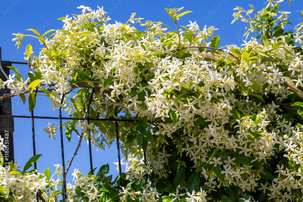 A fragrant flower; scientific name; Trachelospermum jasminoides