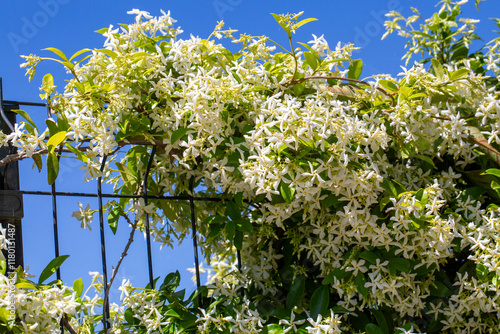 Obraz na płótnie A fragrant flower; scientific name; Trachelospermum jasminoides w salonie