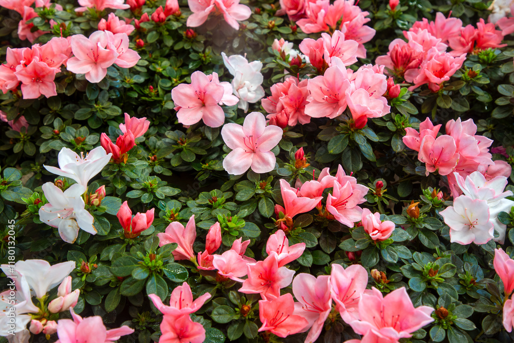 Azalea - Acelya is the name given to some plant species of the rhododendron (Rhododendron) genus of the Ericaceae family.