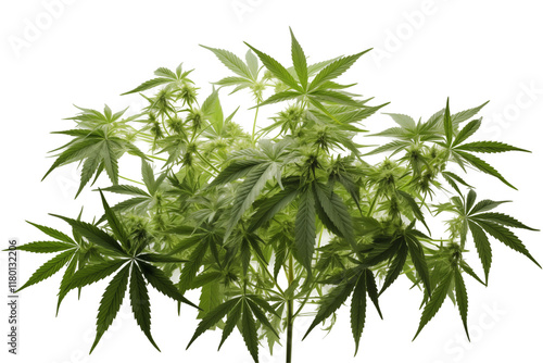 Transparent Cannabis Plant Image – Isolated Green Marijuana Plant on Transparent Background, Perfect for Medical, Recreational, and Botanical Use. Ideal for CBD, THC, Hemp Products, and Cannabis.