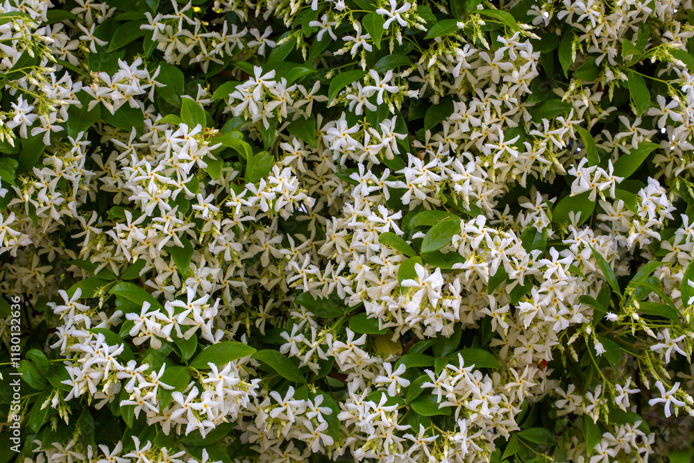 A fragrant flower; scientific name; Trachelospermum jasminoides