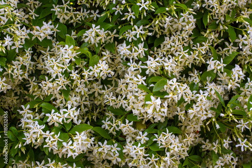 Obraz na płótnie A fragrant flower; scientific name; Trachelospermum jasminoides w salonie