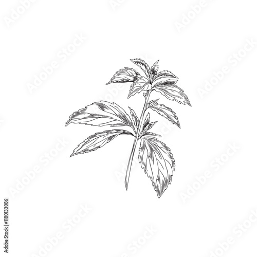 Stevia leaves branch engraved sketch, vector hand drawn natural organic sweetener, healthy sugar alternative plant