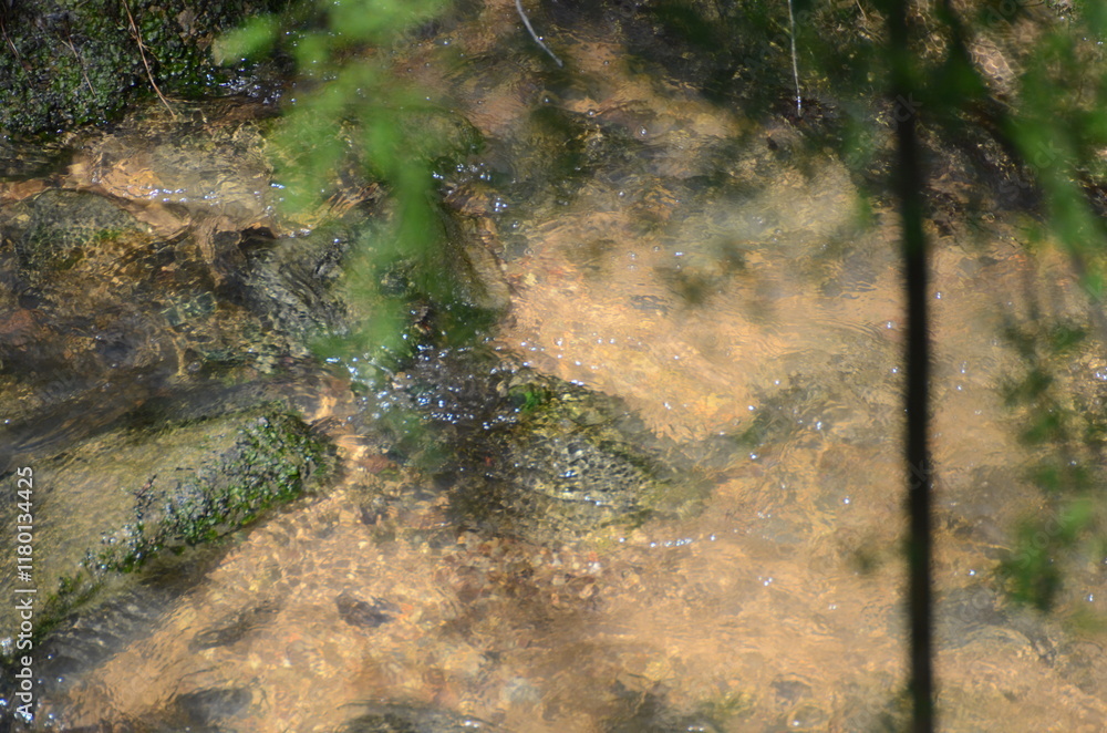 water in the forest water in the forest