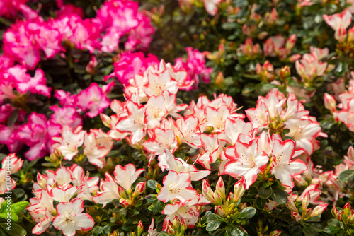 Azalea - Acelya is the name given to some plant species of the rhododendron (Rhododendron) genus of the Ericaceae family.