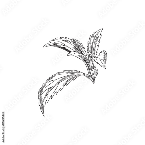 Sketch of stevia leaves with shading.