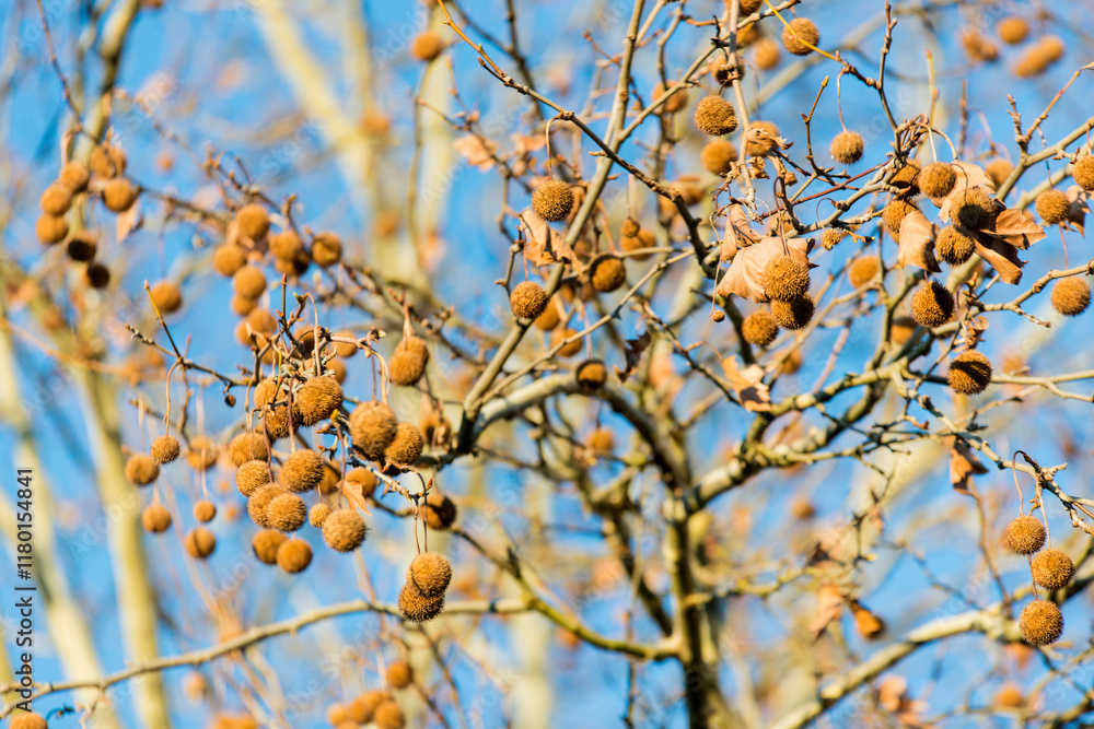 Baum im Herbst vor blauem Himmel Baum im Herbst vor blauem Himmel
