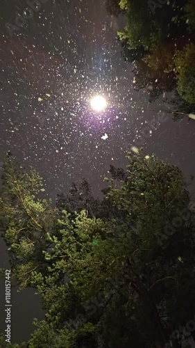 A bottom view of snowflakes falling through the branches of a coniferous pine tree into the camera and covers the view. Beautiful snowfall 