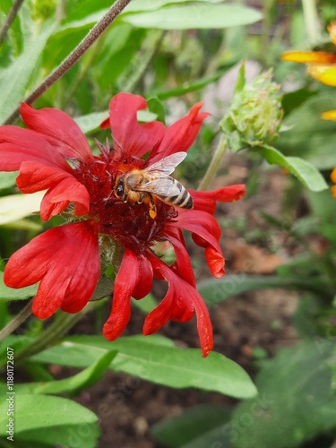 Bee