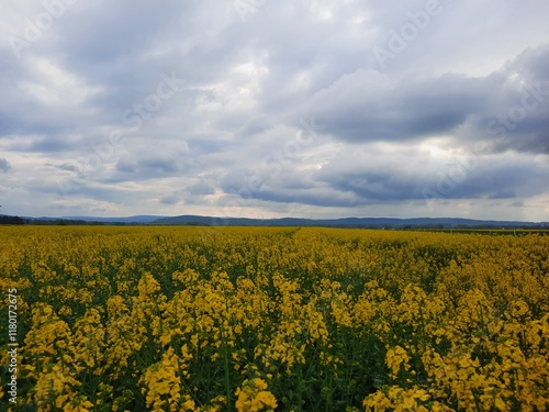 Field