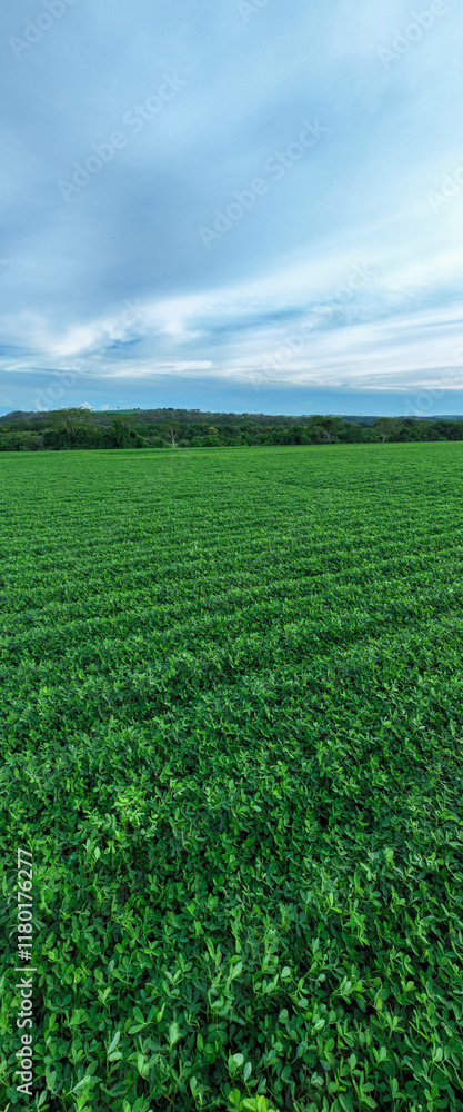 Soybean plantation with vibrant green due to rainy season Soybean plantation with vibrant green due to rainy season