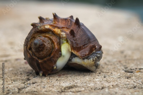 Weathered Melongena whelk shell
