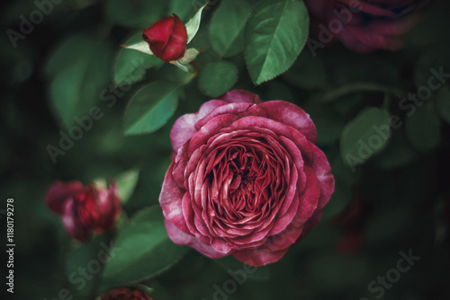 Fotografia Astrid Countess von Hardenberg rose with large pink petals