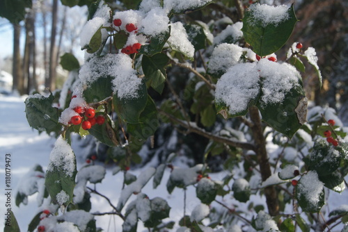Holly tree and berries in snow