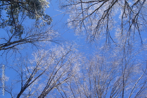 Snowy treetops