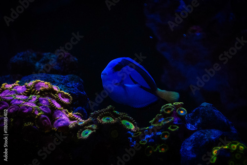 Paracanthurus Hepatus (Blue Tang) photo