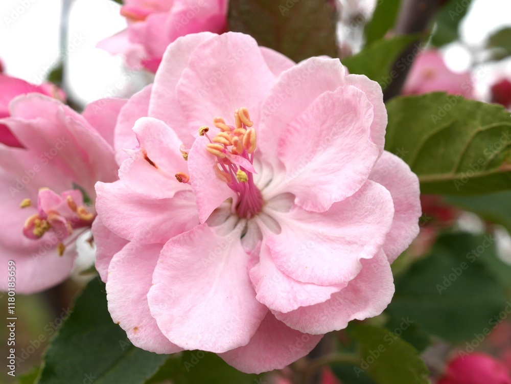 Royal Raindrops Crabapple tree flower, Colorado Royal Raindrops Crabapple tree flower, Colorado