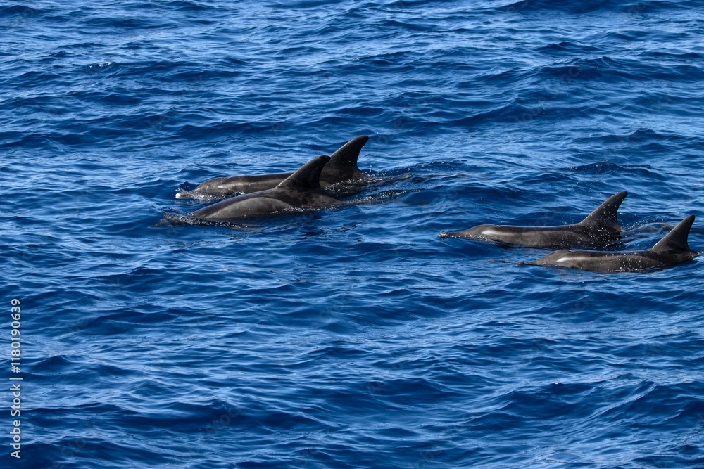 Group of rough toothed dolphins, Steno bredanensis