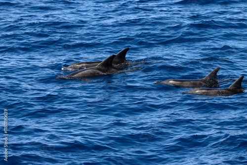 Obraz na płótnie Group of rough toothed dolphins, Steno bredanensis w salonie