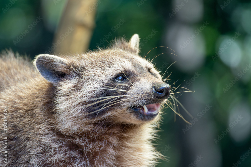Obraz premium portrait of a raccoon