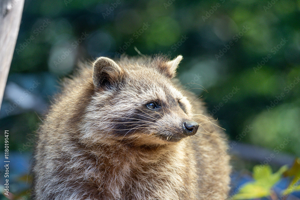 Fototapeta premium portrait of a raccoon