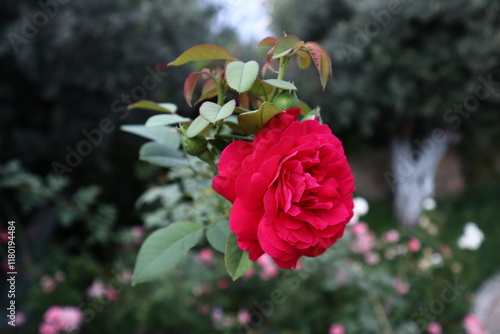 Red rose in full bloom garden flower romantic blossoming, symbol of love garden rose deep red