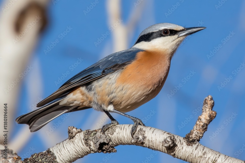 Fototapeta premium A bird sitting on a branch of a tree