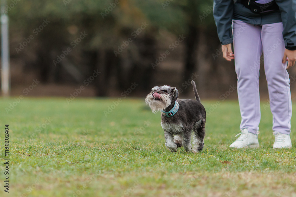 is a miniature Schnauzer dog engaged in obedience is a miniature Schnauzer dog engaged in obedience