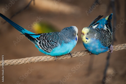 blue bird on a branch kissing