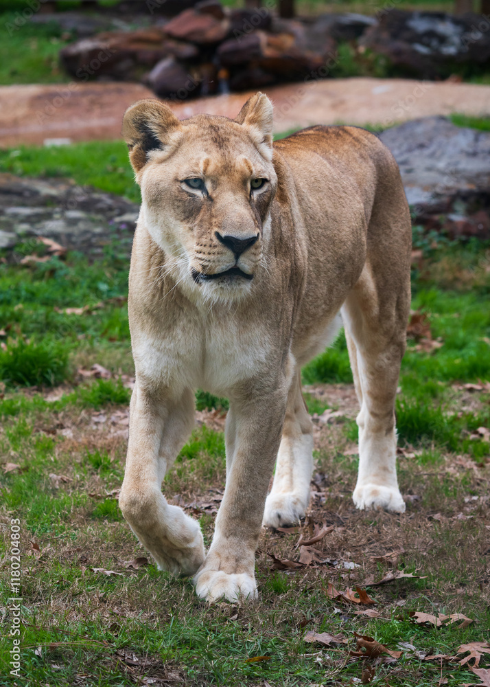 Fototapeta premium Lion and Lioness at a jungle