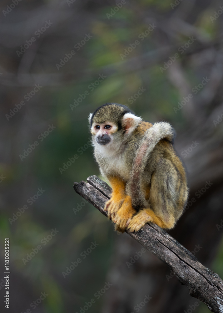 Obraz premium Commio Squirrel monkey on a tree