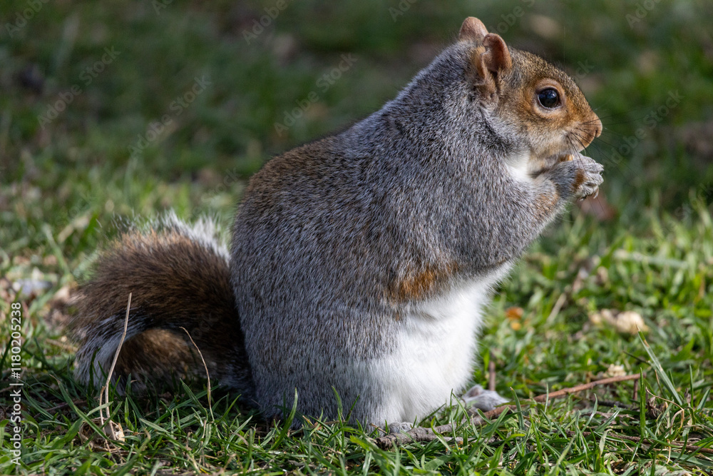 Obraz premium Fat squirrel eating 