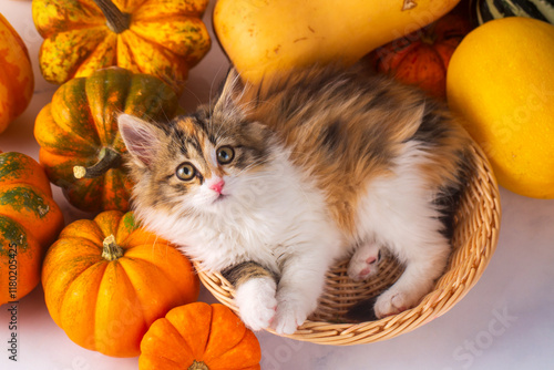 Calico kitten is so cute among the pumpkins