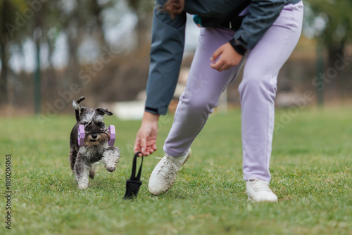 is a miniature Schnauzer dog engaged in obedience