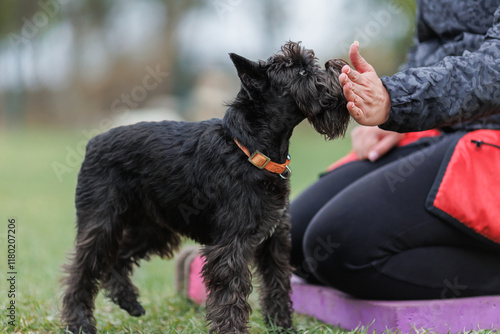 is a miniature Schnauzer dog engaged in obedience