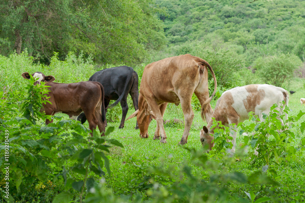 Cows grazing in open fields in northern Argentina. Province of Jujuy. South America. Cows grazing in open fields in northern Argentina. Province of Jujuy. South America.